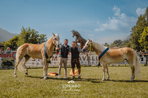 39th Haflinger and Noriker Horse Exhibition