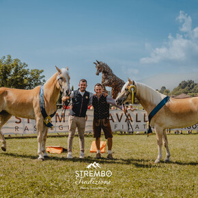 39th Haflinger and Noriker Horse Exhibition