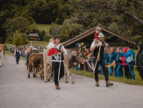 Traditional parade with cows and people in folk costumes in a rural landscape.
