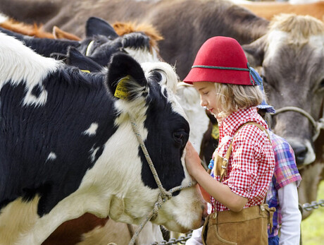Girl with red hat gently touches a cow among other cows in a field.