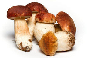 Porcini