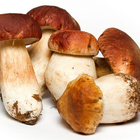 Porcini