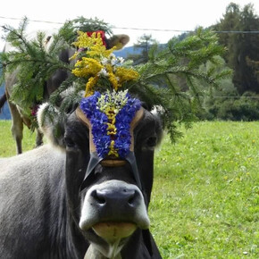 desmontegada