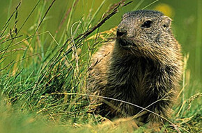 Marmotta