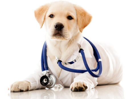 Pet Therapy
