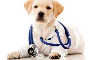 Pet Therapy