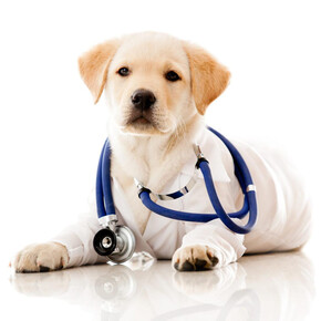 Pet Therapy