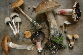 funghi