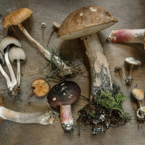 funghi