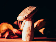 36th Mycological Exhibition