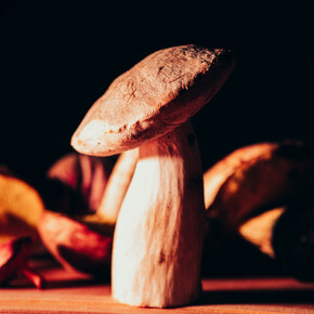 36th Mycological Exhibition