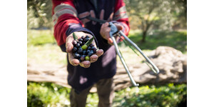 Eventi E Sagre d'autunno 2026 In Trentino: Tradizione E Sapori Locali Eventi E Sagre d'autunno 2026 In Trentino: Tradizione E Sapori Locali