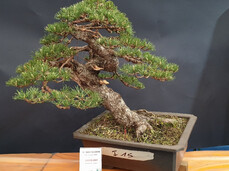 Arcobonsai 