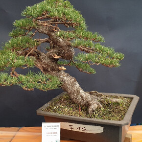 Arcobonsai 