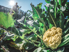 Cena del Broccolo di Torbole