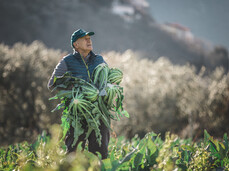 Cena del Broccolo di Torbole