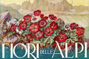 I Fiori delle Alpi