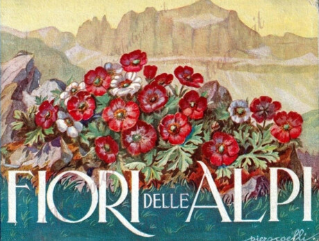 I Fiori delle Alpi