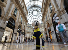 Maratona a sei zampe