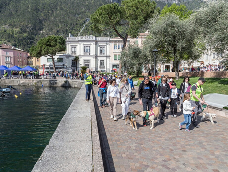 Maratona a sei zampe