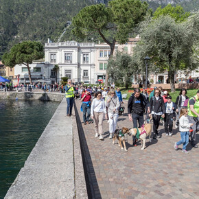 Maratona a sei zampe