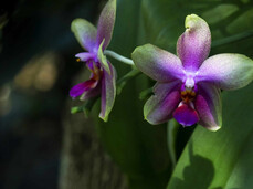 Orchidarium