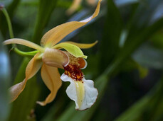 Orchidarium