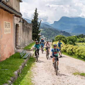 Trentino Wine Experience