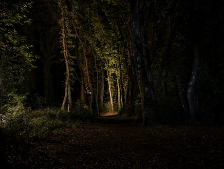 Evening walks through BoscoArteStenico