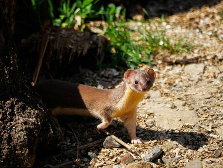 Nell'immagine  si vede una faina mentre sbuca da un sasso 