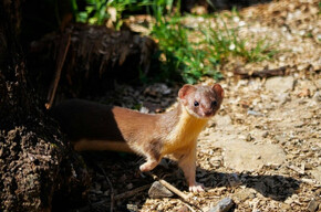 Nell'immagine  si vede una faina mentre sbuca da un sasso 