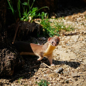 Nell'immagine  si vede una faina mentre sbuca da un sasso 