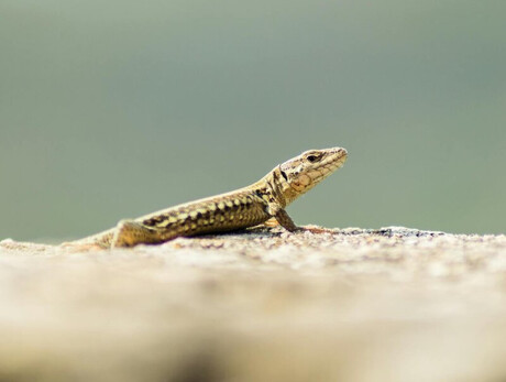Nell'immagine si vede una lucertola al sole