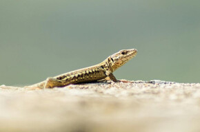Nell'immagine si vede una lucertola al sole
