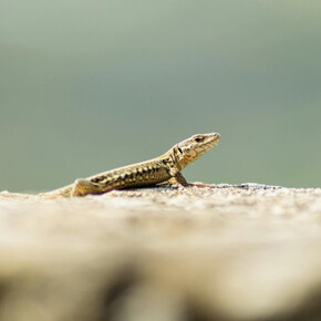 Nell'immagine si vede una lucertola al sole