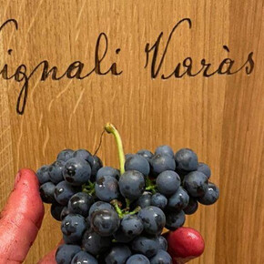 Discovering artisanal mountain wine