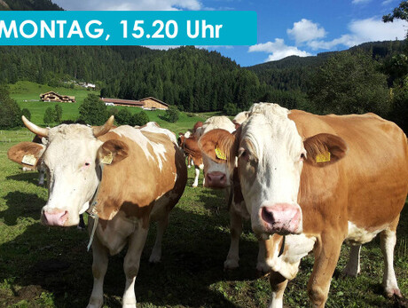 THE SOUNDS OF THE ALPINE HUT