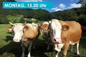 THE SOUNDS OF THE ALPINE HUT