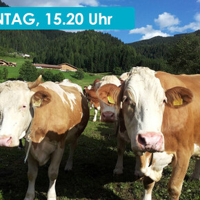 THE SOUNDS OF THE ALPINE HUT