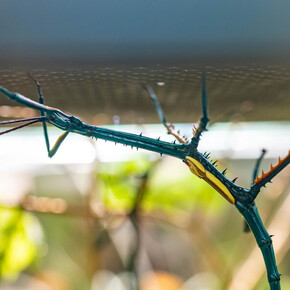 Bugs' Life – Stories of Invertebrates in African Forests – MUSE