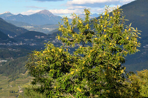 Castagnada Biana - Festa della castagna di Albiano