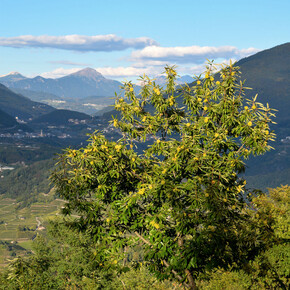 Castagnada Biana - Festa della castagna di Albiano