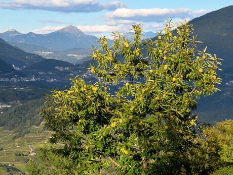 Castagnada Biana - Albian chestnut festival