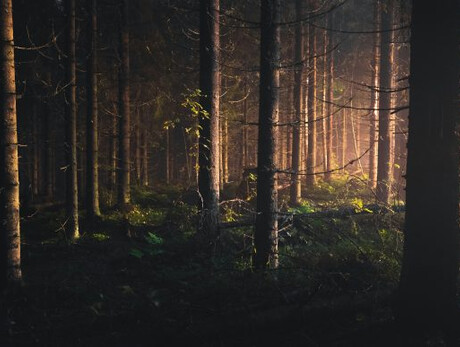 Wissenschaftscocktail – Botanischer Alpengarten Viote