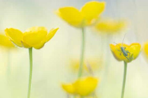 Nature photography course - Viote Alpine Botanical Garden