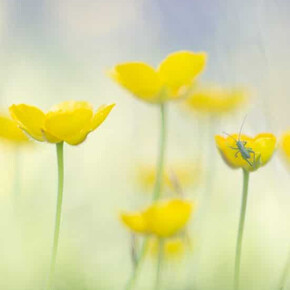 Nature photography course - Viote Alpine Botanical Garden