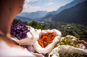 Between foraging and survivalism: herbs to eat