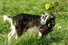 Pezzata Mòchena Goat Exposition