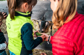 Educational farms on Monte Bondone