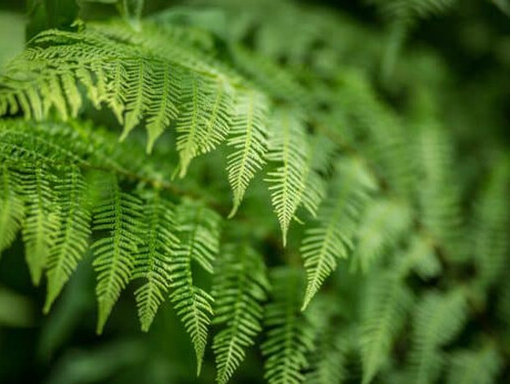 Thementage – Botanischer Alpengarten „Giardino Botanico Alpino delle Viote” auf dem Monte Bondone